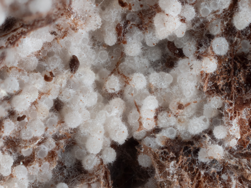 Sporophagomyces chrysostomus